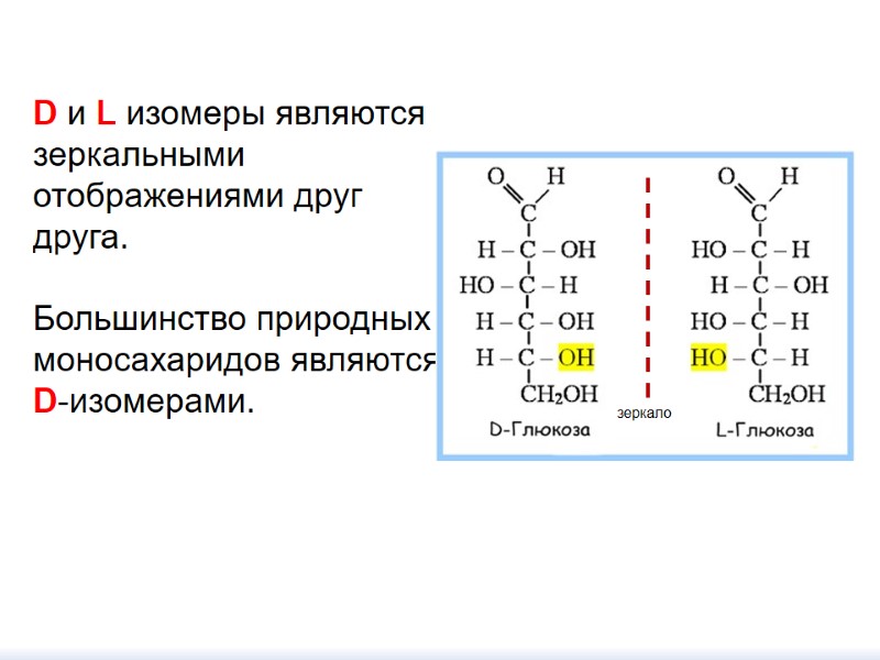 D и L изомеры являются зеркальными отображениями друг друга.  Большинство природных моносахаридов являются